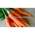 fresh carrot vietnam new harvest